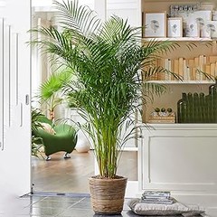 Opciones creativas de macetas para tus plantas tropicales