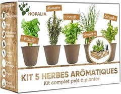 Opciones no convencionales para cultivar hierbas en interiores