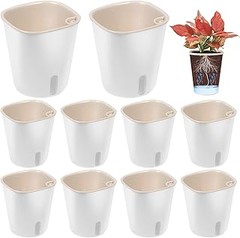 Consejos para cuidar plantas en macetas pequeñas en el alféizar