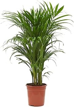 Los mejores precios en macetas para plantas tropicales