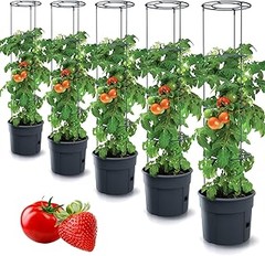 Mejora el Rendimiento de tus Tomates en Macetas con Autorriego