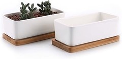 Cómo Cuidar Suculentas en Macetas de Barro: Consejos Clave