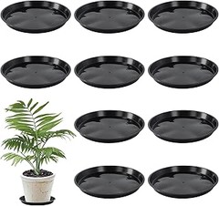 Cómo un Plato Inadecuado Puede Afectar el Crecimiento de tus Plantas
