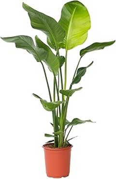 Problemas frecuentes al elegir macetas para plantas tropicales