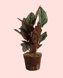¿Qué son las macetas con autorriego para plantas tropicales?