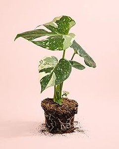 ¿Son mejores las macetas de barro que las de plástico para tus plantas tropicales?