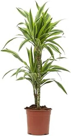 Macetas de interior para plantas tropicales