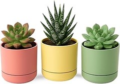 Materiales ideales para macetas pequeñas de colores