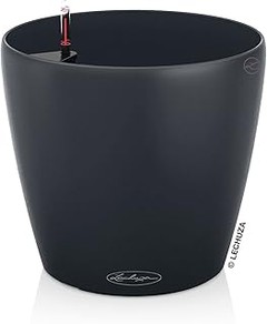 Las mejores plantas para tus macetas con autorriego grandes