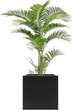 Las mejores plantas para macetas grandes en entradas