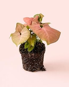¿Cuál es el Tamaño Ideal de Maceta para Cada Planta Tropical?