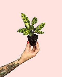 Cómo Decorar Interiores con Macetas de Plantas Tropicales