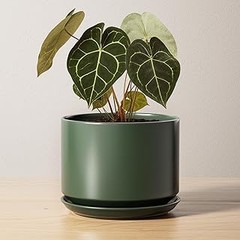 Por qué elegir macetas de cerámica mate para tus plantas