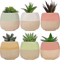 ¿Por qué elegir macetas pequeñas para cactus en interiores?