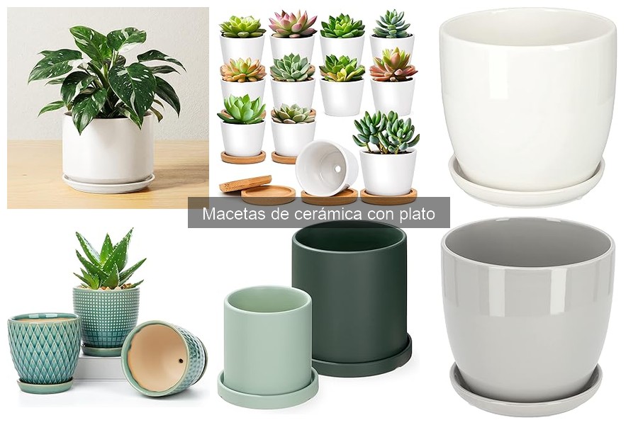 Alternativas a las macetas de cerámica con plato