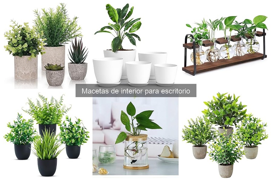 Alternativas a las Macetas de Interior para Escritorio