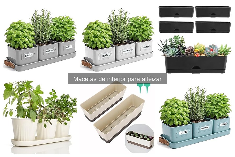 Alternativas a macetas de interior para poco luz