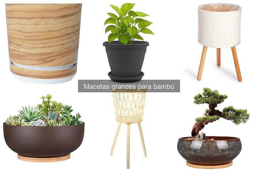 Alternativas a macetas grandes para cultivar bambú