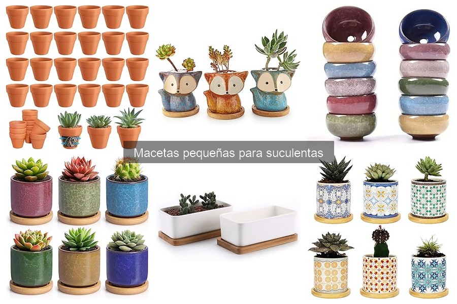 Alternativas a macetas pequeñas para suculentas: ¡Descubre opciones!