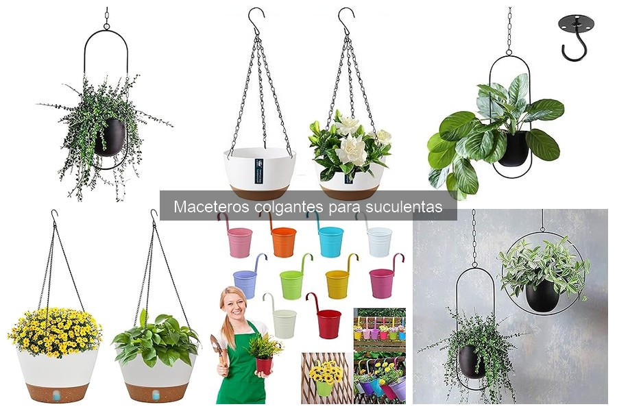 Alternativas a maceteros colgantes para suculentas