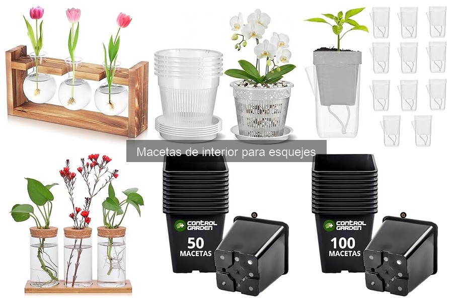 Alternativas creativas a macetas de interior para esquejes