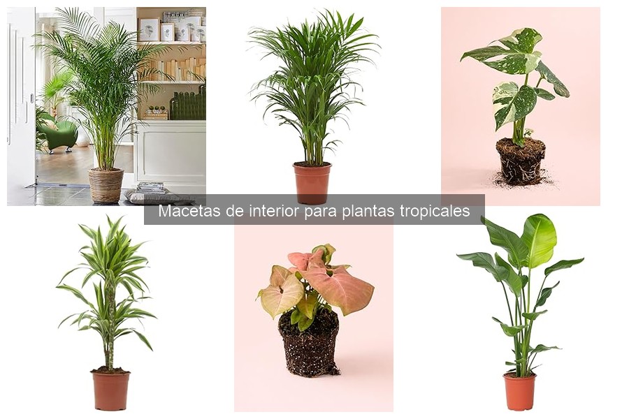 Alternativas innovadoras a macetas para plantas tropicales