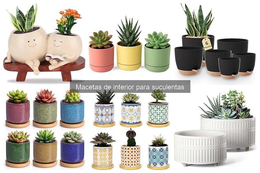 Alternativas Sostenibles a Macetas de Plástico para Suculentas