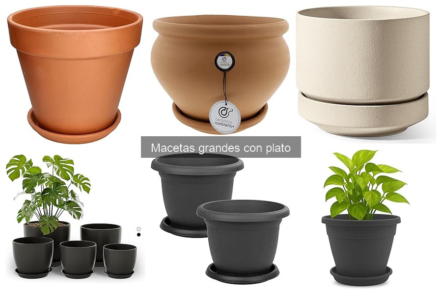 Beneficios de usar macetas grandes con plato para tus plantas