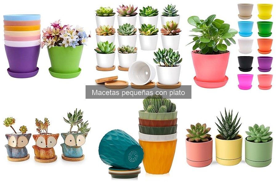 Beneficios de usar macetas pequeñas con plato para tus plantas
