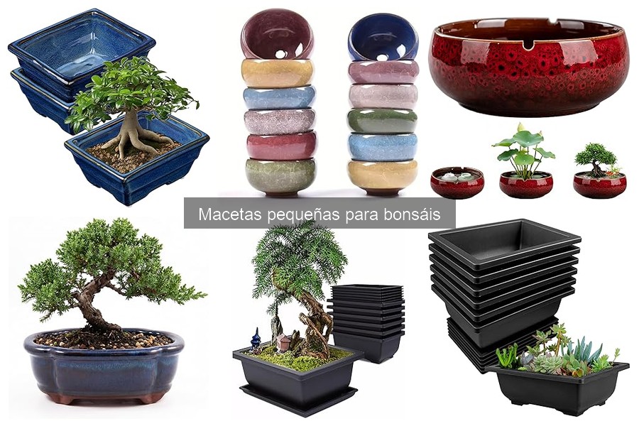 Beneficios de usar macetas pequeñas para bonsáis