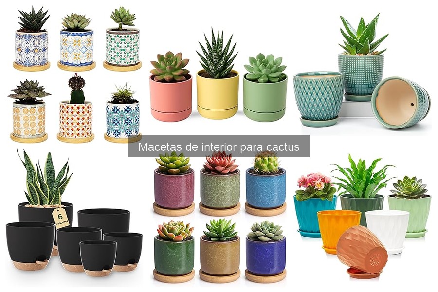 Características de Macetas Auto-Riego para Cactus