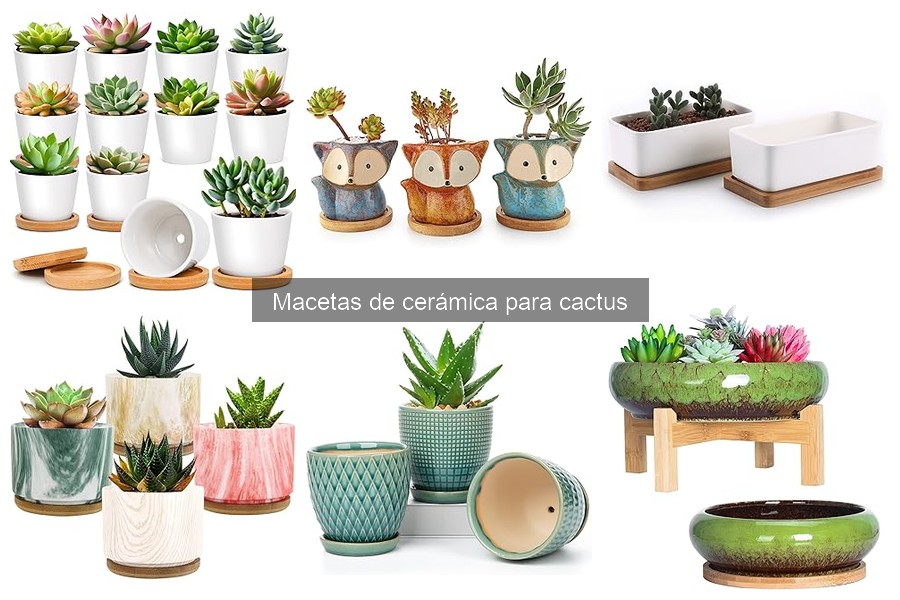 Características esenciales de macetas de cerámica para cactus