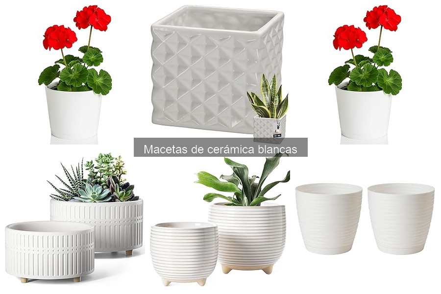 Características y beneficios de las macetas de cerámica blancas
