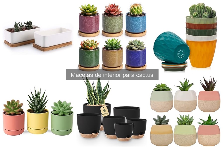 Cómo cuidar cactus en macetas de interior: guía práctica