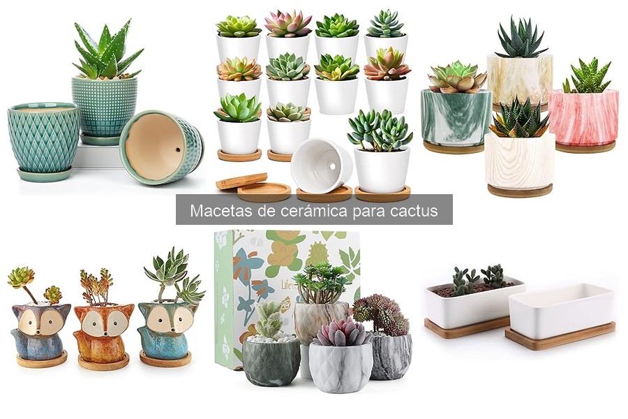 Cómo cuidar las macetas de cerámica para cactus
