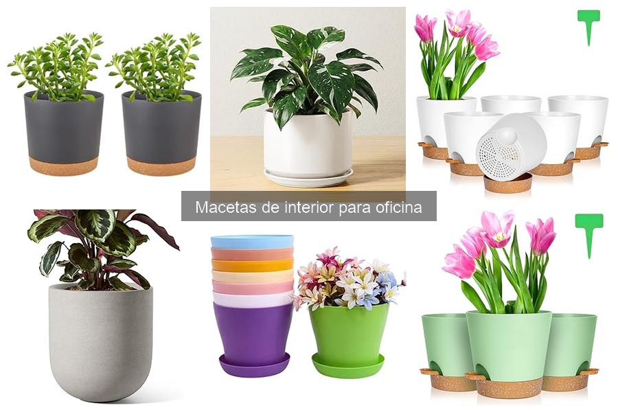 Cómo cuidar macetas de interior en la oficina: consejos prácticos