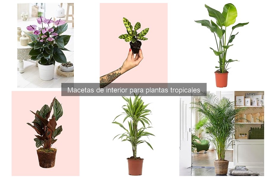 Cómo Cuidar Macetas para Plantas Tropicales Efectivamente