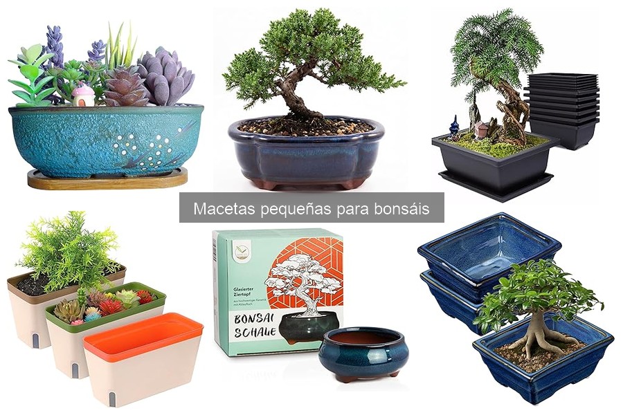 Cómo cuidar macetas pequeñas para bonsáis de forma efectiva