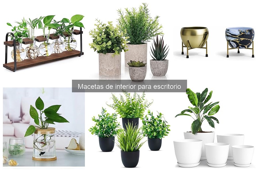 Cómo cuidar plantas en macetas de interior en el escritorio