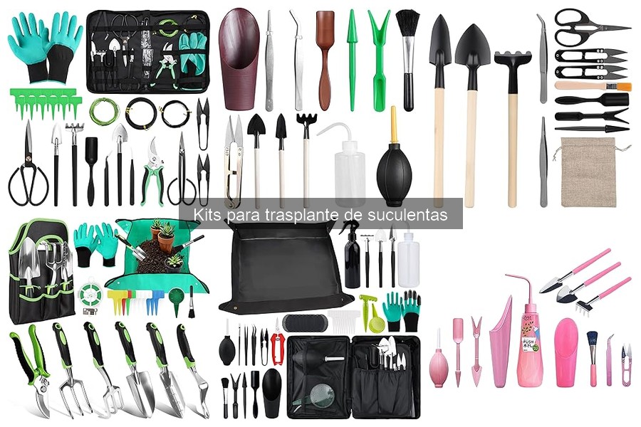 Cómo elegir el mejor kit para trasplante de suculentas