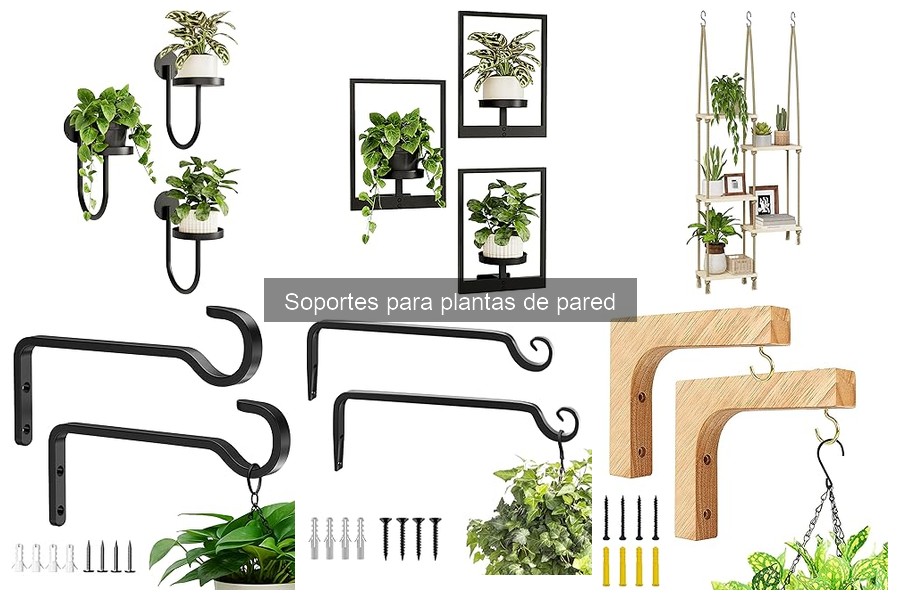 Cómo elegir el soporte ideal para tus plantas de pared