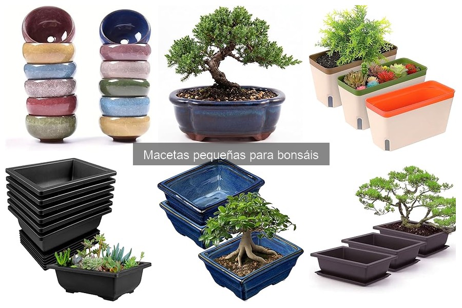 Cómo elegir el tamaño ideal de maceta para tu bonsái