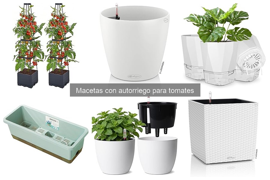 Cómo elegir la maceta con autorriego ideal para tomates