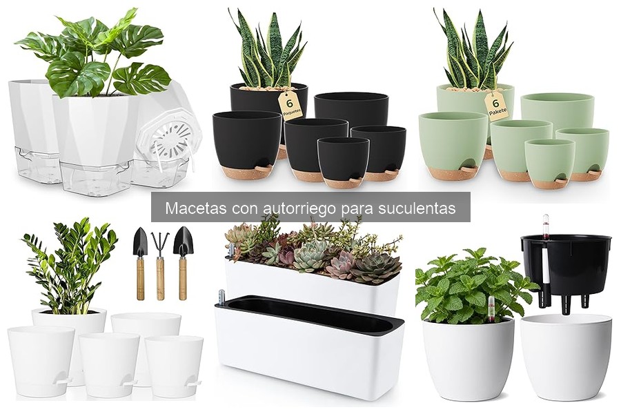 Cómo elegir la maceta con autorriego para suculentas