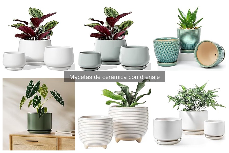 ** Cómo elegir la maceta de cerámica con drenaje ideal
