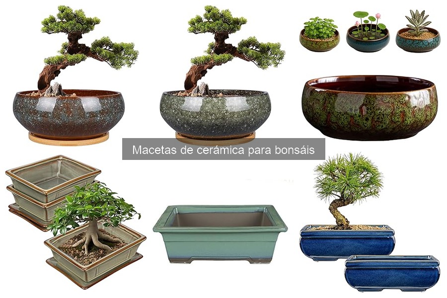 Cómo Elegir la Maceta de Cerámica Ideal para Bonsái