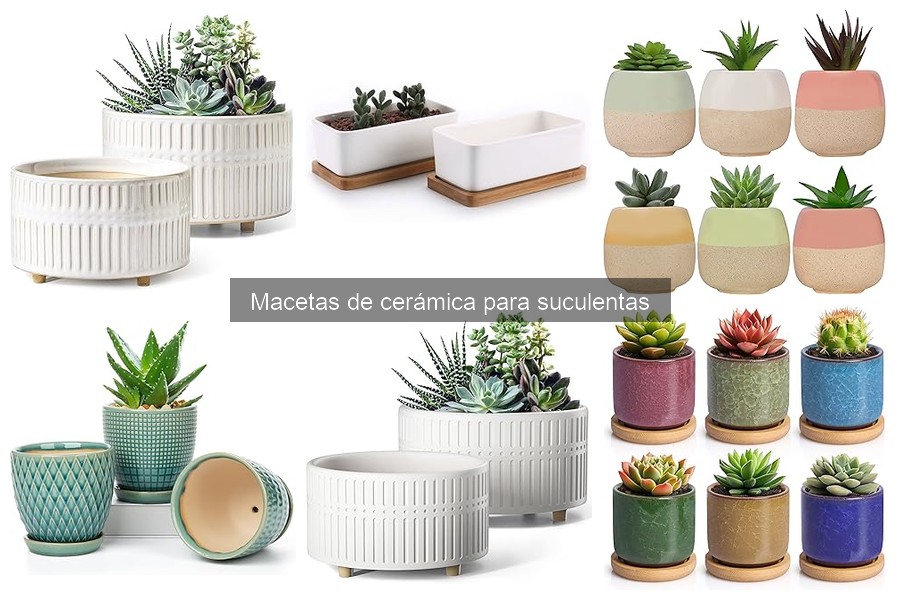 Cómo elegir la maceta de cerámica ideal para suculentas
