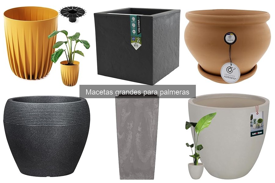 Cómo elegir la maceta grande perfecta para palmeras
