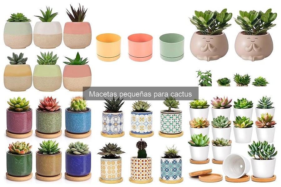 Cómo Elegir la Maceta Ideal para Cactus Pequeños