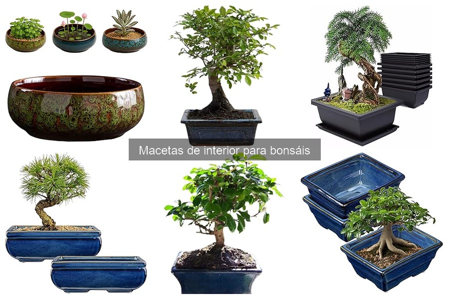 Cómo elegir la maceta ideal para tu bonsái